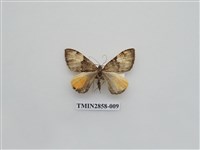 藏品(尺蛾584)的圖片